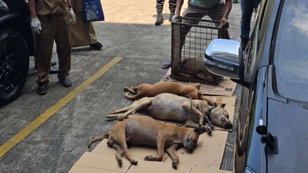 Tragis di Bogor, 4 Anjing Pemburu Mati dalam Mobil Setelah Tewaskan Bocah 9 Tahun