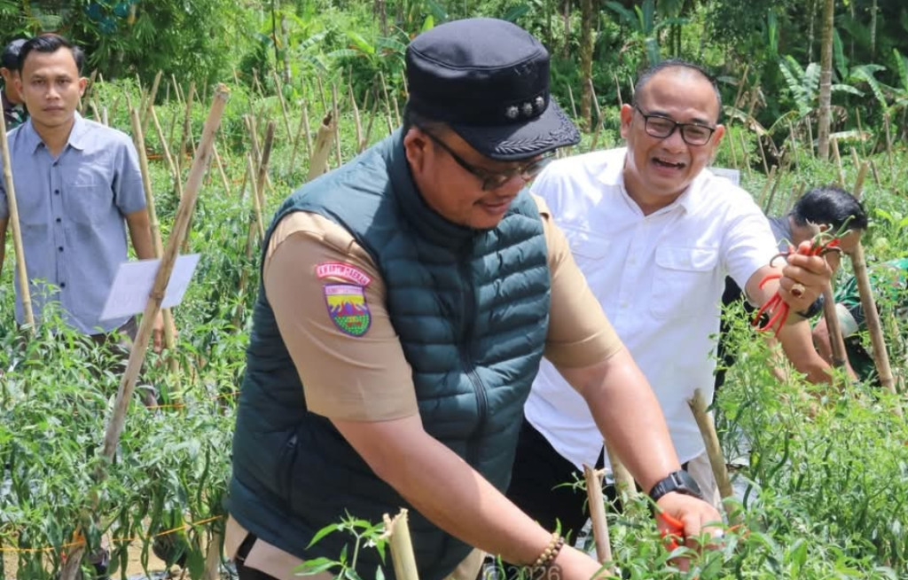 Wali Kota Gunungsitoli Panen Cabai, Dorong Alokasi Dana Desa 20 Persen untuk Ketahanan Pangan