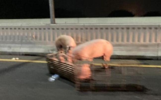 Babi-babi Berkeliaran di Km 20, Tol Layang MBZ Ditutup 3 Jam