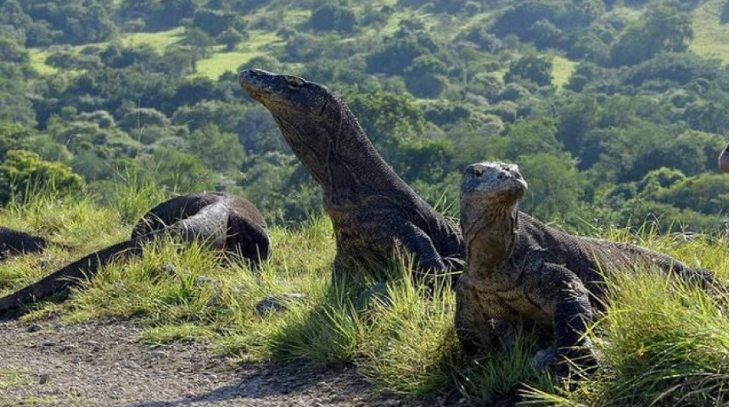 Asosiasi Pariwisata Labuan Bajo Desak Pemerintah Batalkan Kenaikan Harga Tiket Masuk Taman Nasional Komodo