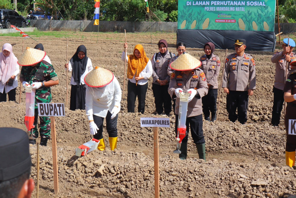 Polres Madina Tanam Jagung Kwartal III di Desa Sirambas, Pemda Afresiasi Polri