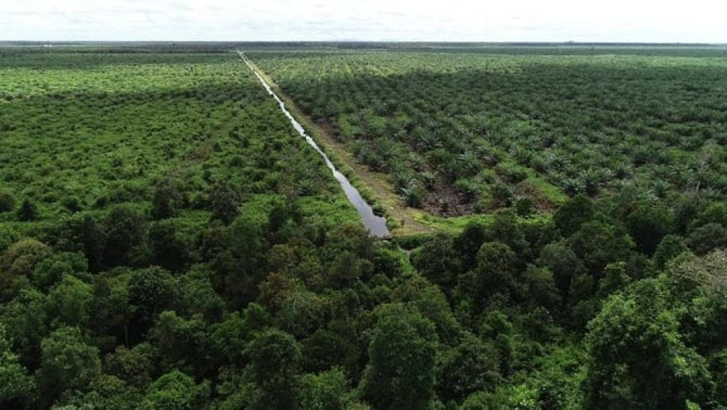 Melawan Pembongkaran Hutan Adat: Persidangan Proyek Jalan 135 KM Merauke Ungkap Kelalaian dan Konflik Kepentingan