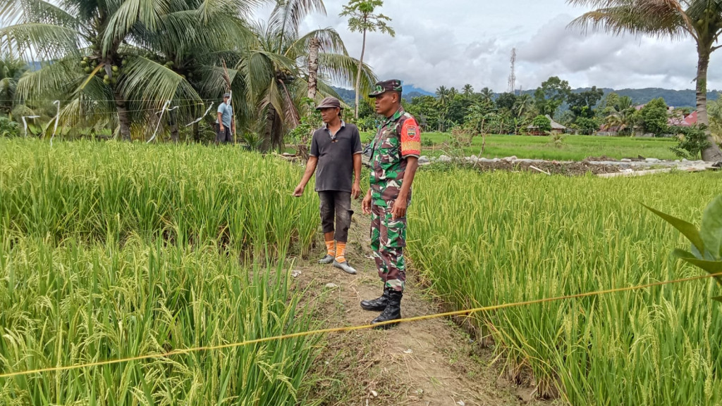Babinsa Koramil 06/Bahorok Kodim 0203/Langkat, Serka Muis Gunawan Dampingi Petani Cek Pertumbuhan Tanaman Padi