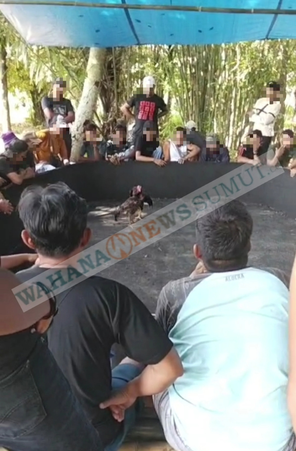 Bebas Tanpa Rintangan: Judi Sabung Ayam Beroperasi di Bawah Tenda Biru Gang Melayu Lubuk Pakam