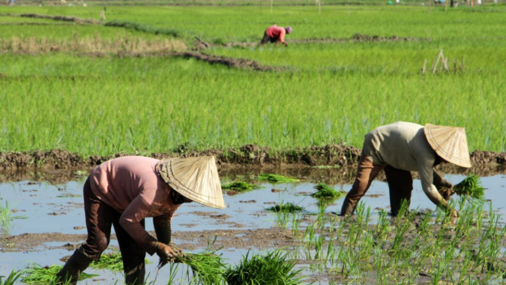 BPS: Nilai Tukar Petani DIY Turun 0,75 Persen pada Juni 2026