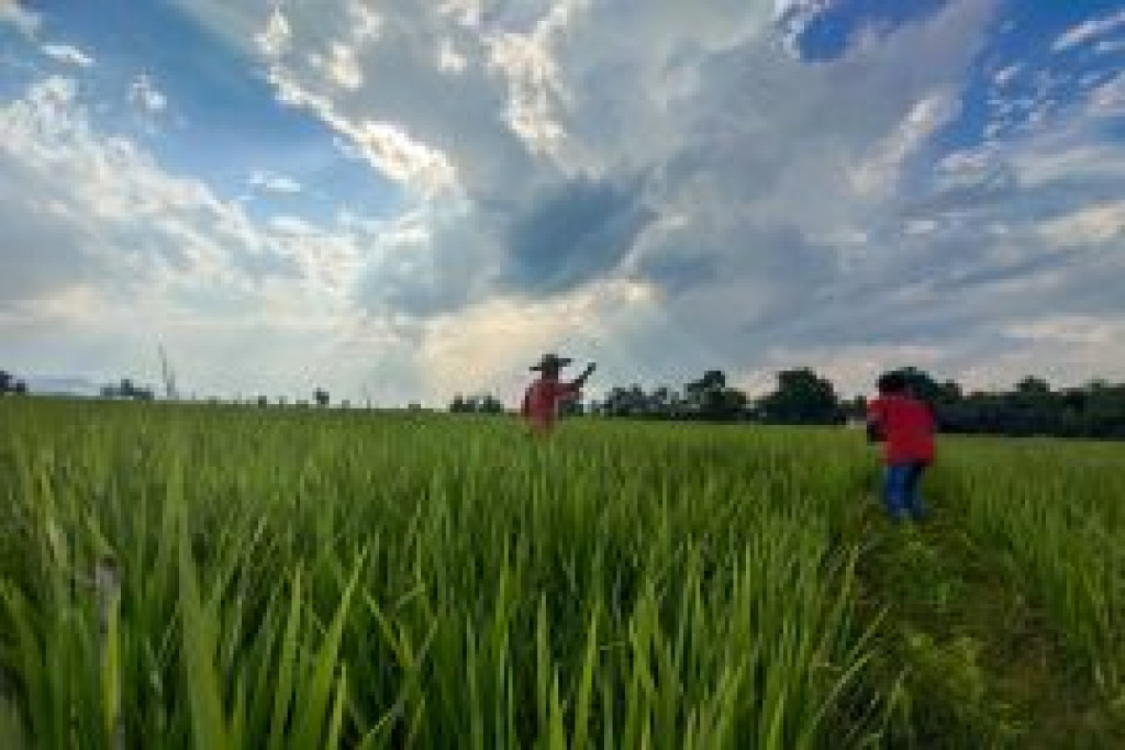 BPS: Nilai Tukar Petani Lampung Naik 1,48 Persen Ditopang Sektor Hortikultura Juni 2026