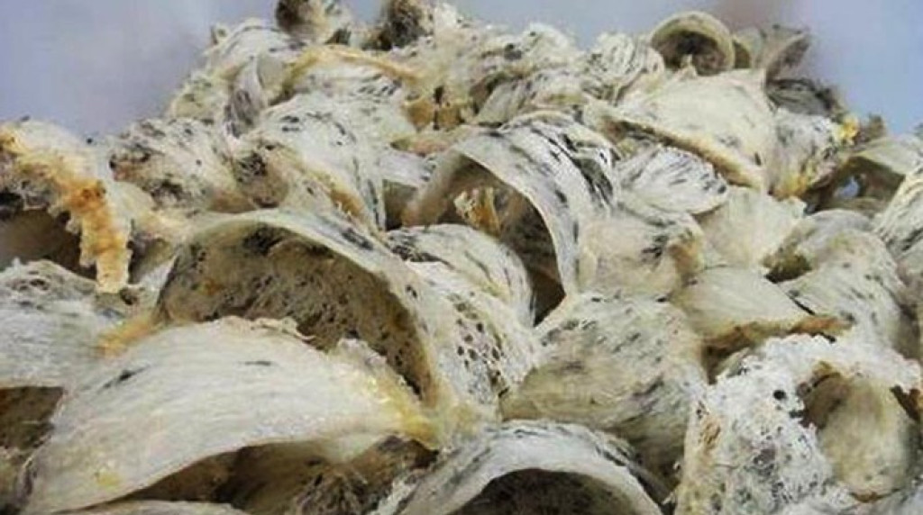 China Suspend 19 Perusahaan Sarang Burung Walet RI, Ini Sumber Masalahnya!