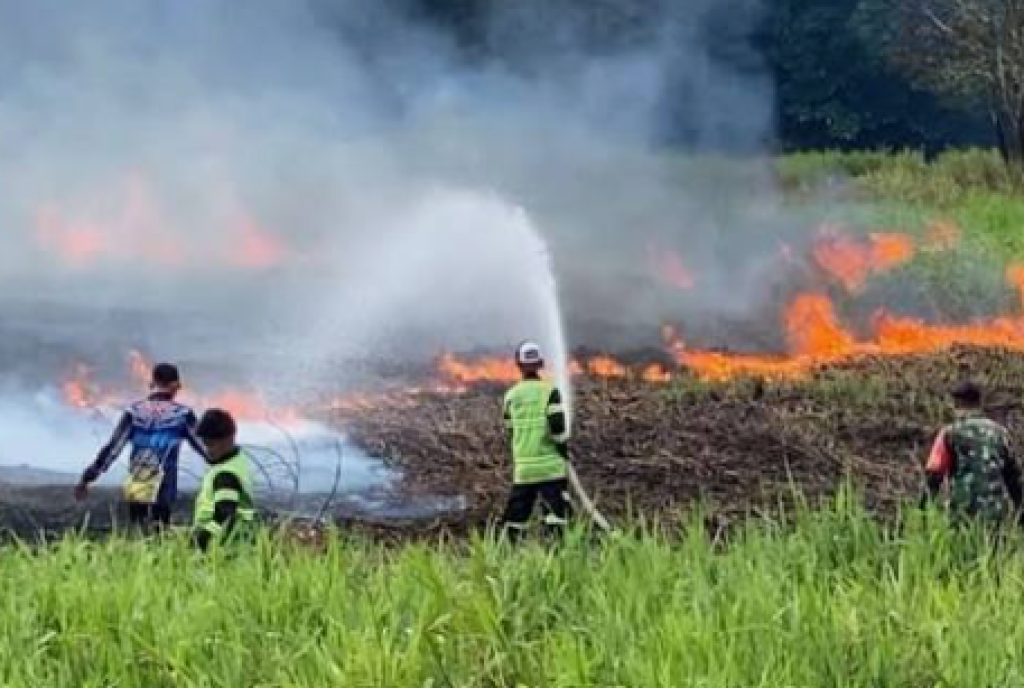 El Nino Kuat Mengancam, BMKG Tetapkan 6 Provinsi Rawan Kebakaran Hutan