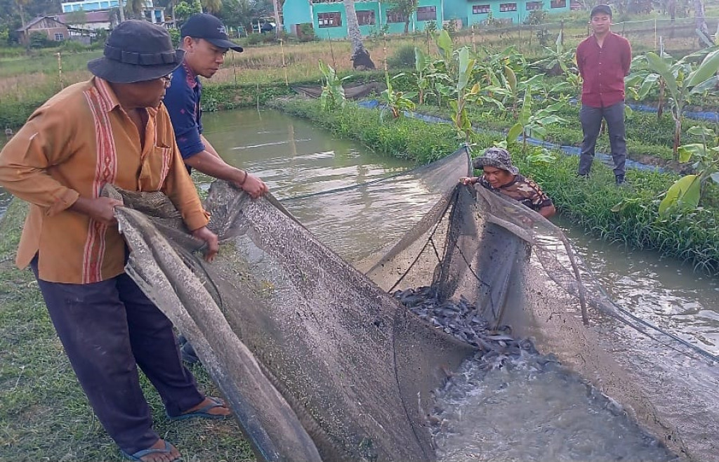 Gerakan Seribu Kolam Mulai Berbuah, Pokdakan Tapsel Suplai 600 Kg Lele untuk MBG