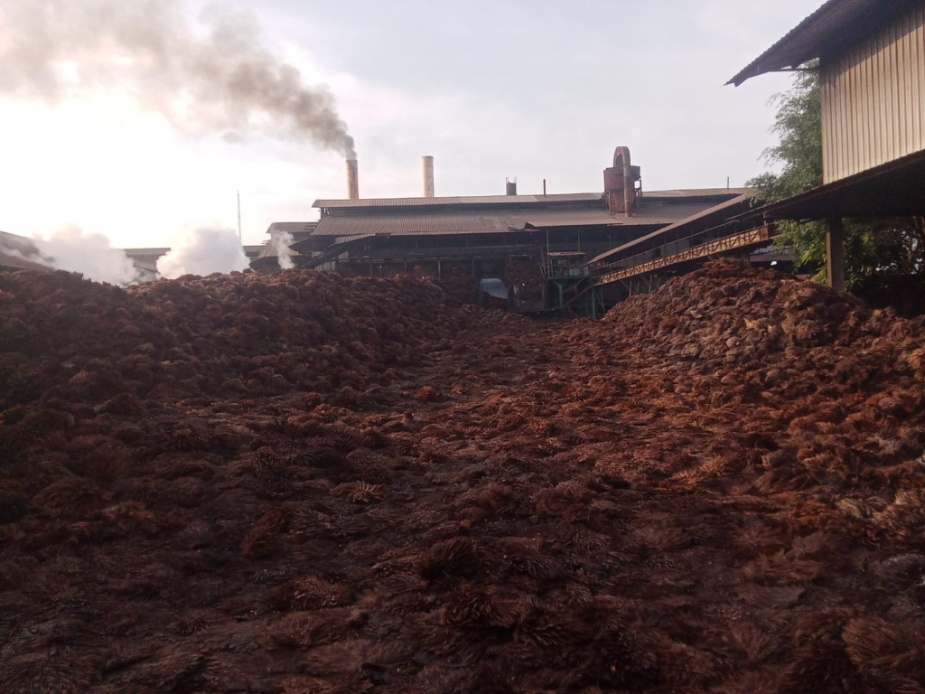 Gunungan Ribuan Ton Tangkos Diduga Membusuk di PKS Dolok Sinumbah, Ancam Lingkungan! PTPN IV Regional II PalmCo Diminta Jangan Tutup Mata