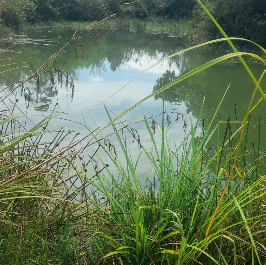 Kabag Hukum Pemkab Taput, Bagi Penjual Tanah di Kawasan Hutan Register 42 Sijaba Dapat Dikenakan Tindak Pidana Penipuan Bagi Pembeli