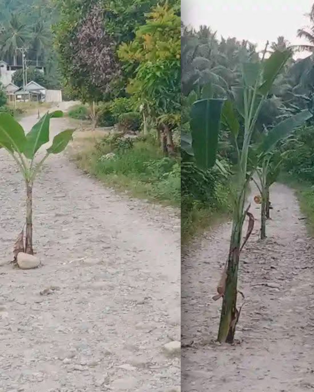 Kecewa  dengan Pemkab, Warga Dusun Janja, Tolitoli Tanam Pohon Pisang di Tengah Jalan