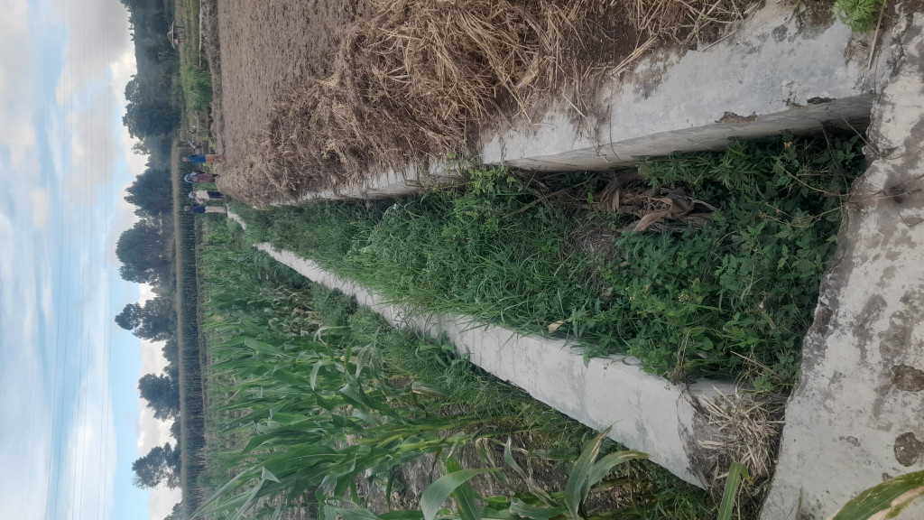 Miris! 5 Tahun Saluran Irigasi Rusak, 40 Hektaran Sawah di Desa Dolok Margu Terbengkalai