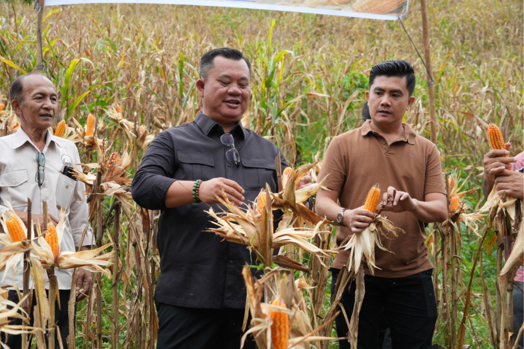 Panen Jagung Hibrida Bersama BUMDes Sowua, Wali Kota Gunungsitoli Harap Jadi Contoh bagi Desa Lain