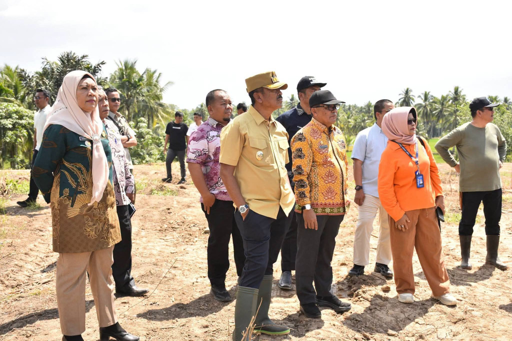 Pemkab Madina Siapkan 4 Hektare Pilot Project Kebun Pisang Kepok