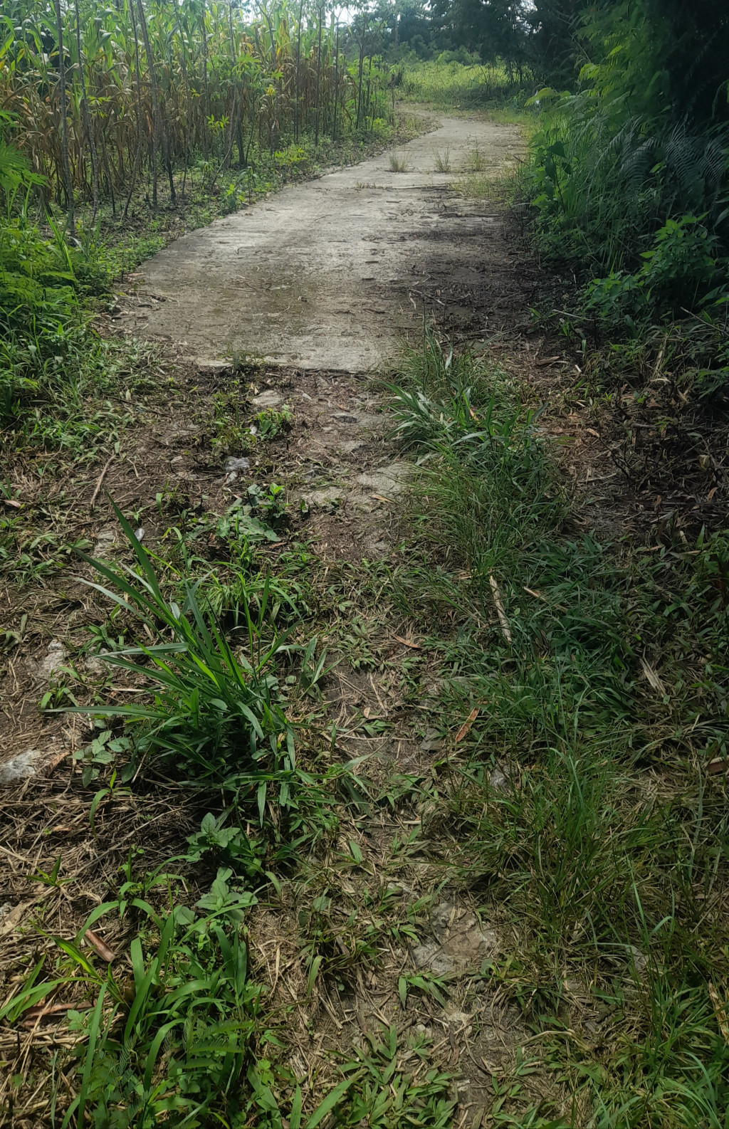 Pemkab Taput Bagun Jalan Ke Pargompulan Dari APBD Ketanah Milik Keluarga Mantan Bupati NN Diduga Kawasan Hutan Sijaba