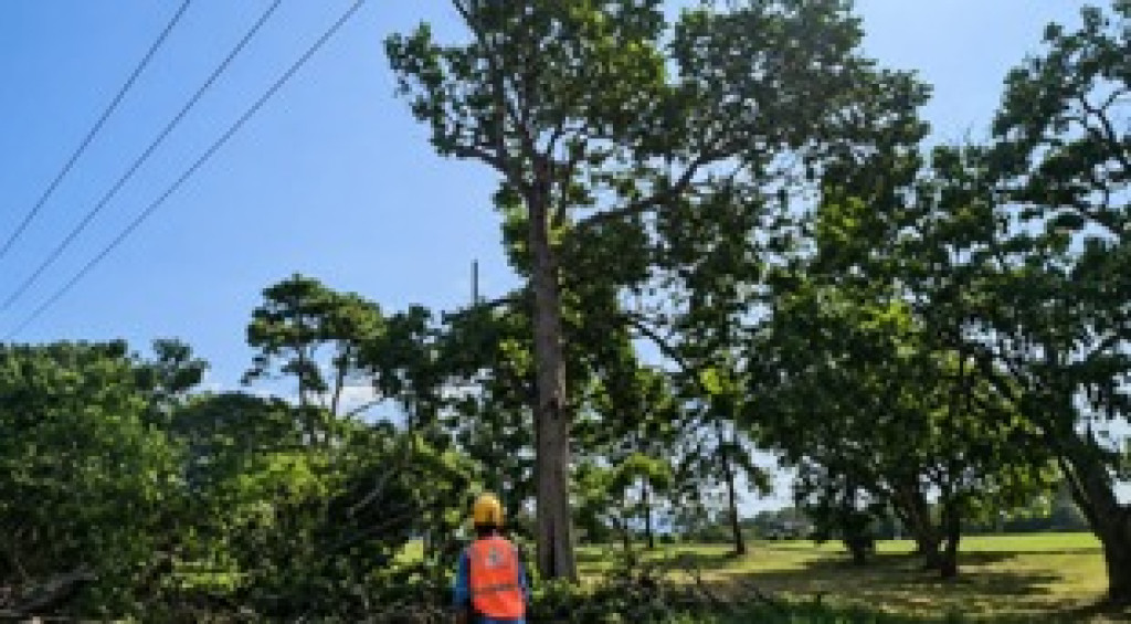 PLN Intensifkan Pemeliharaan Jaringan di Jatinangor untuk Jaga Keandalan Listrik dan Keselamatan Masyarakat