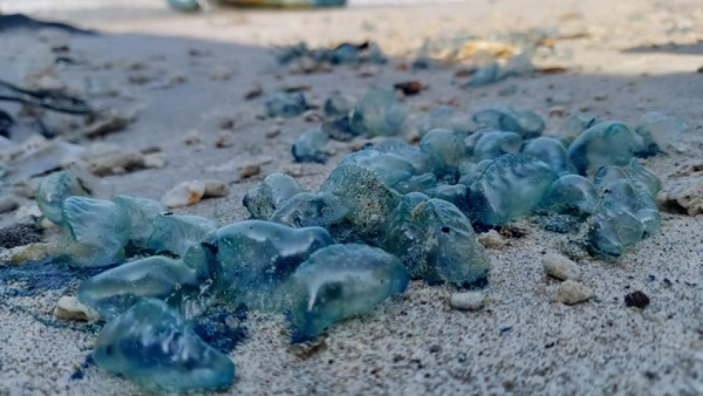 Puluhan Wisatawan Tersengat Ubur-Ubur Beracun di Pantai Gunungkidul, Korban Mulai Berjatuhan