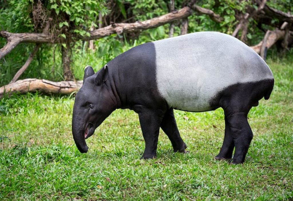 Tragis! Tapir yang Sempat Viral Berkeliaran di Mesuji Tewas, 4 Pelaku Diamankan