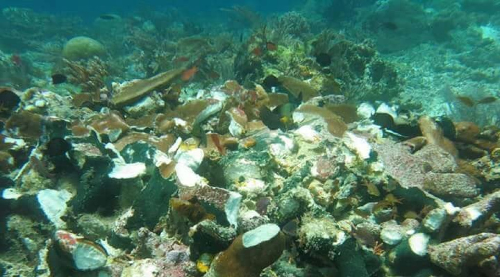 Dinas Kelautan Papua Barat Marak Pengeboman Ikan Di Kawasan Terumbu Karang Raja Ampat Wahana News