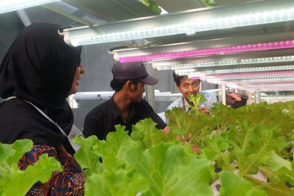 PLN Dongkrak Produktivitas Usaha Hidroponik di Surabaya Lewat Program 'Electrifying Agriculture'
