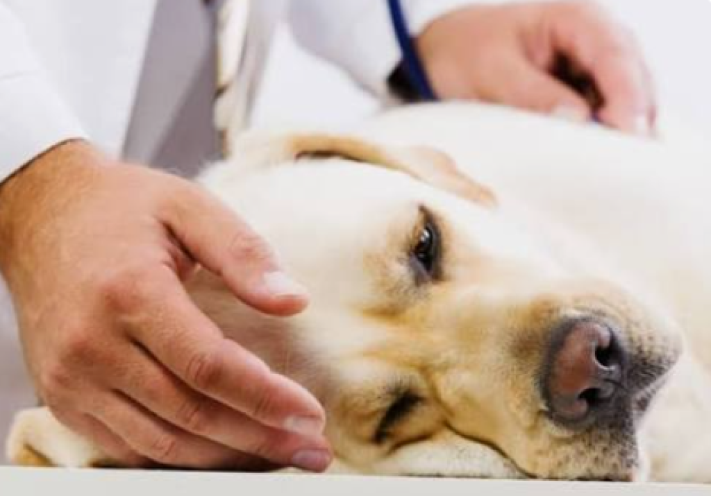 Anjing di Australia Lahap 1 Kg Permen, Isi Perutnya Bikin Dokter Geleng Kepala