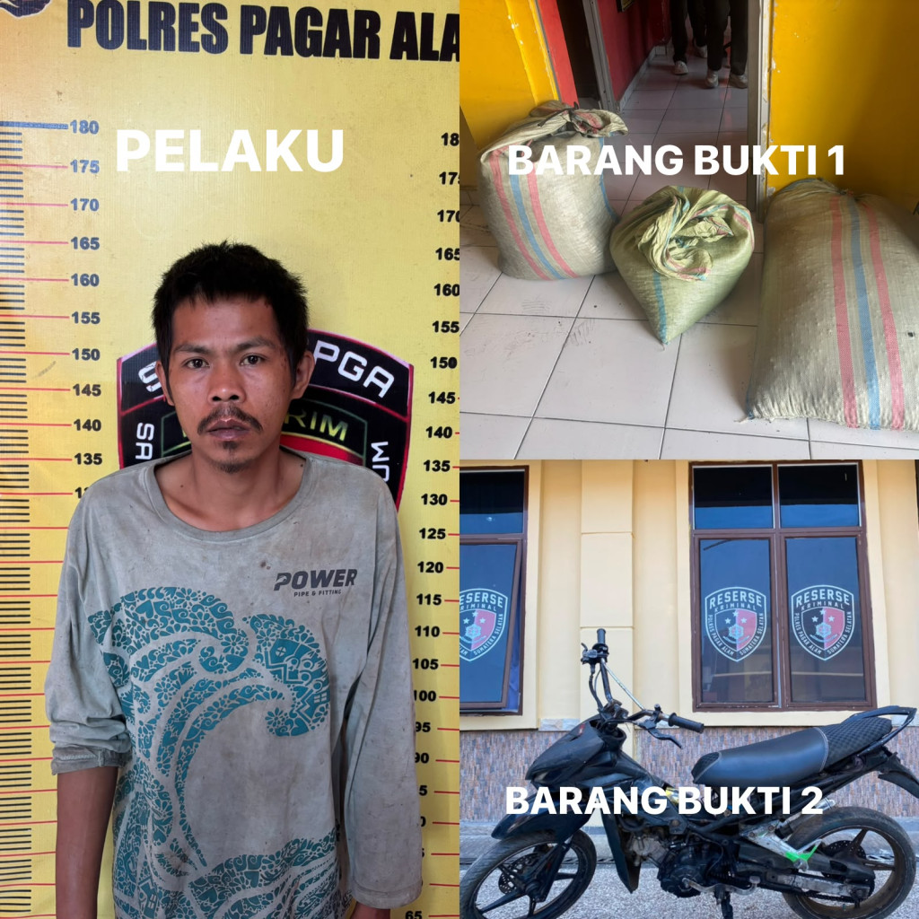 Bukan Sekali, Kopi Kebun Warga Berulang Kali Dipetik, Terduga Pelaku Diamankan