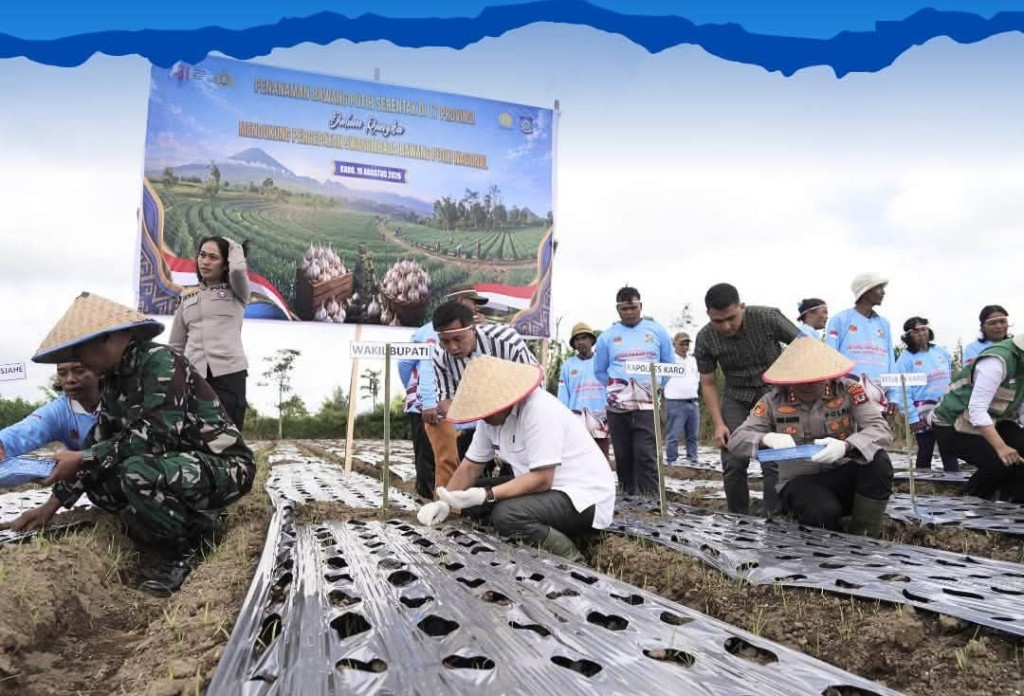 Dukung Swasembada Nasional ,Pemkab Karo dan Forkopimda Tanam Bawang Putih Secara Serentak di Desa Barusjahe