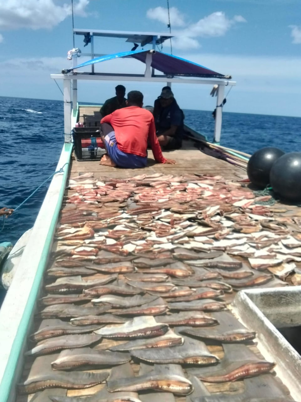 Kantongi Izin dari Kota Sorong, Kapal Nelayan Bebas Tangkap Puluhan Hiu di Kawasan Konservasi Ayau Raja Ampat