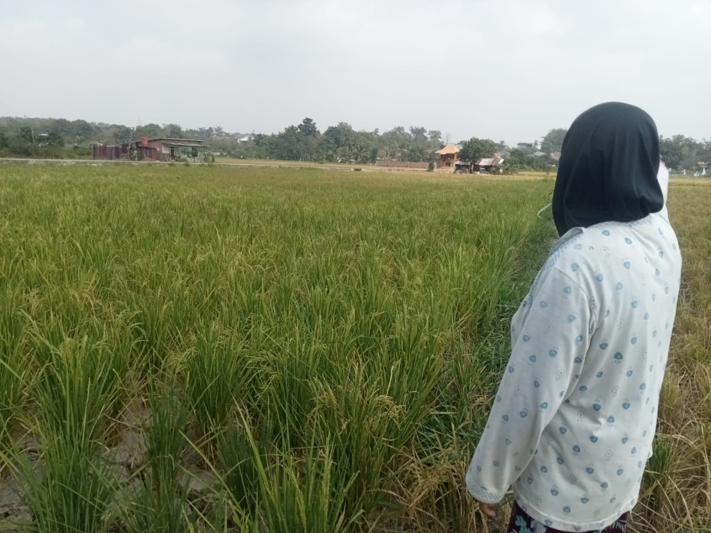 Musim Kemarau, Petani Karang Raja Terancam Gagal Panen