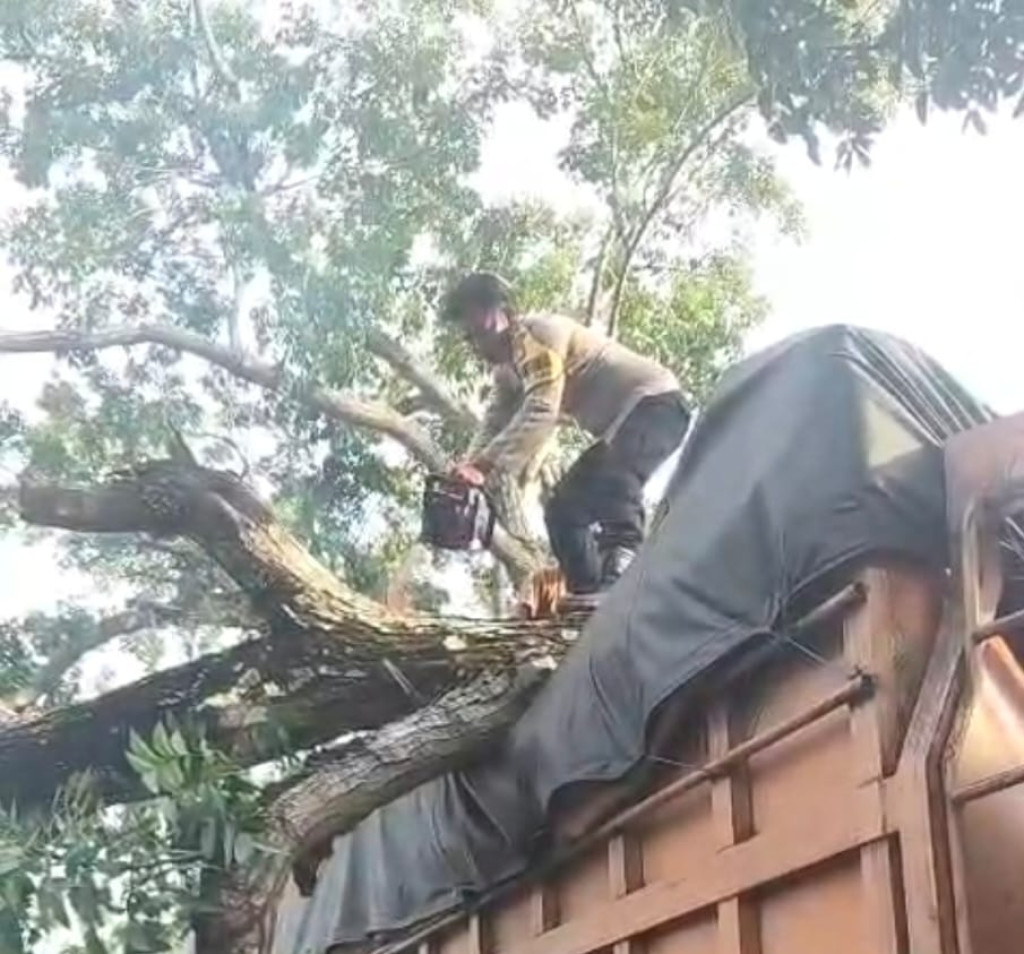 Pohon Tumbang Timpa Truk! Polisi Bergerak Cepat Evakuasi Lokasi di Desa Pematang Tengah