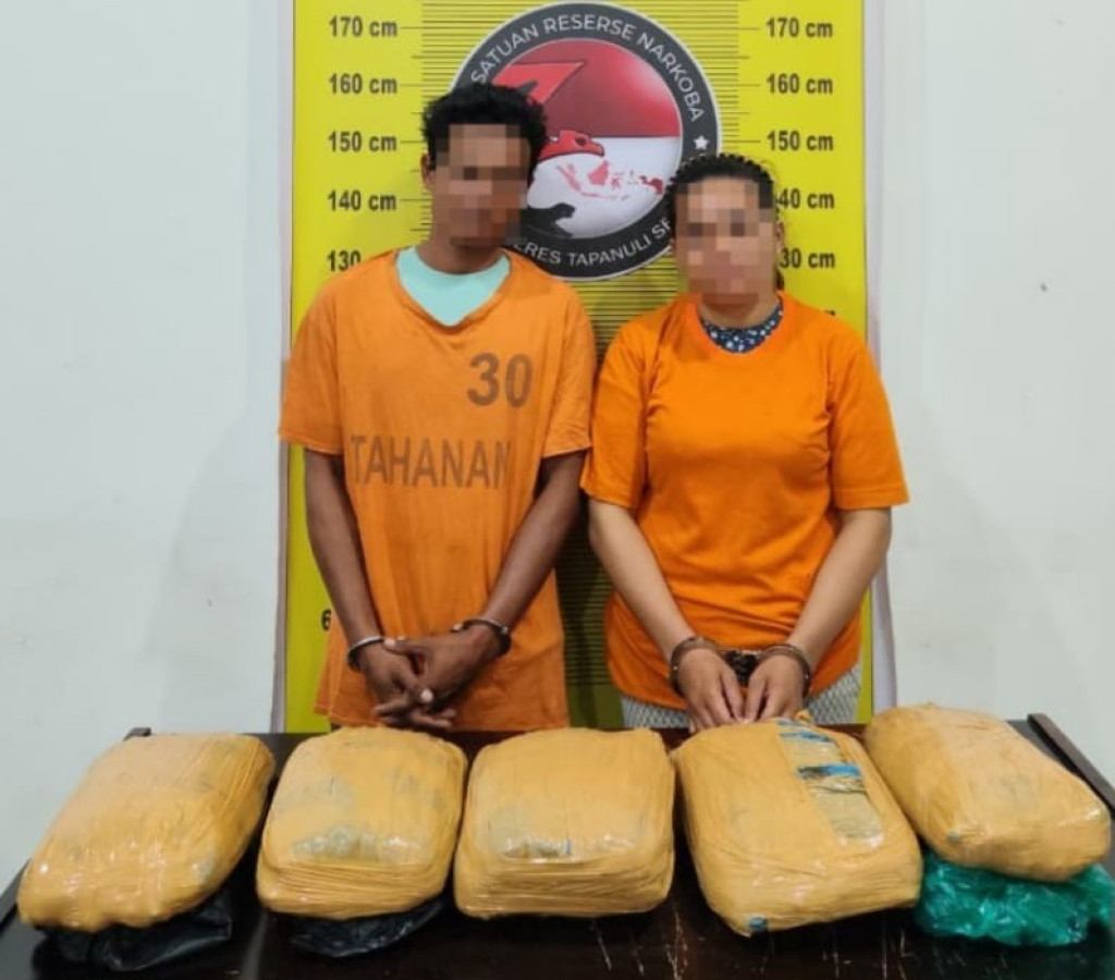 Polres Tapsel Gagalkan Peredaran 5 Kg Ganja, Dua Orang  Pelaku Ditangkap di Perkebunan Warga