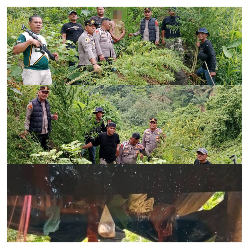 Respon Cepat Polres Langkat Ungkap Ladang Ganja di Kuala, 11 Batang Diamankan