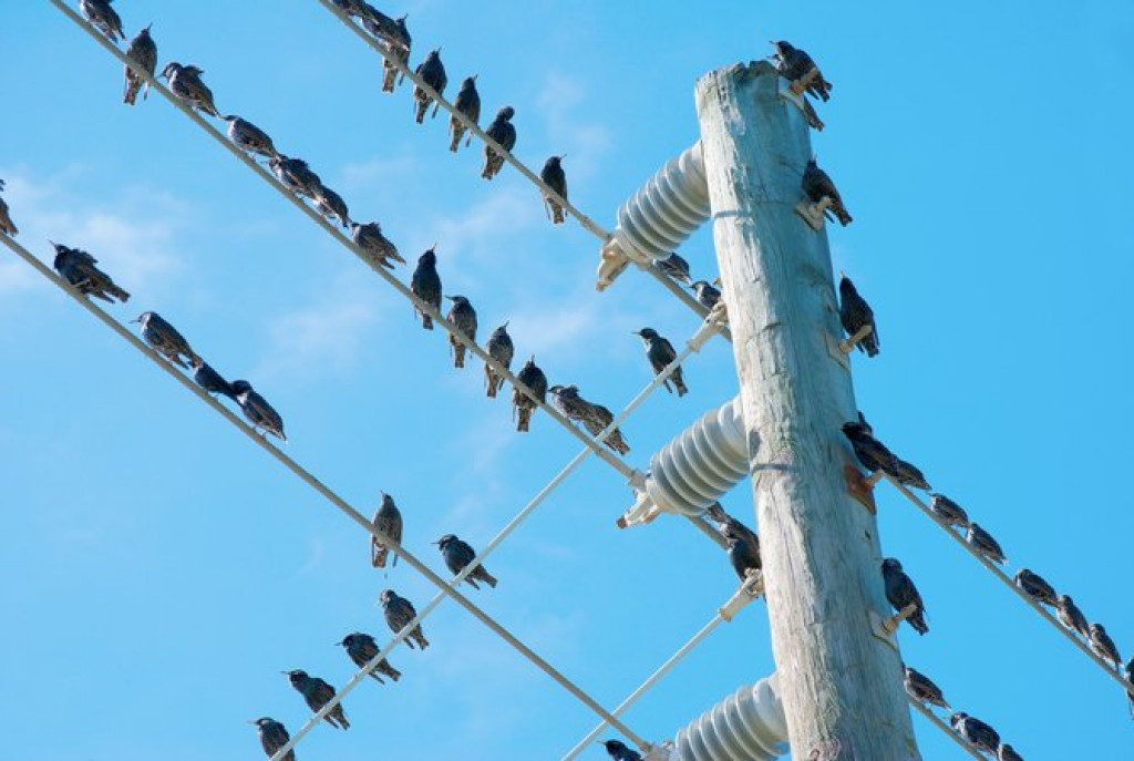 Alasan Burung Gak Kesetrum Saat Menclok di Kabel Listrik