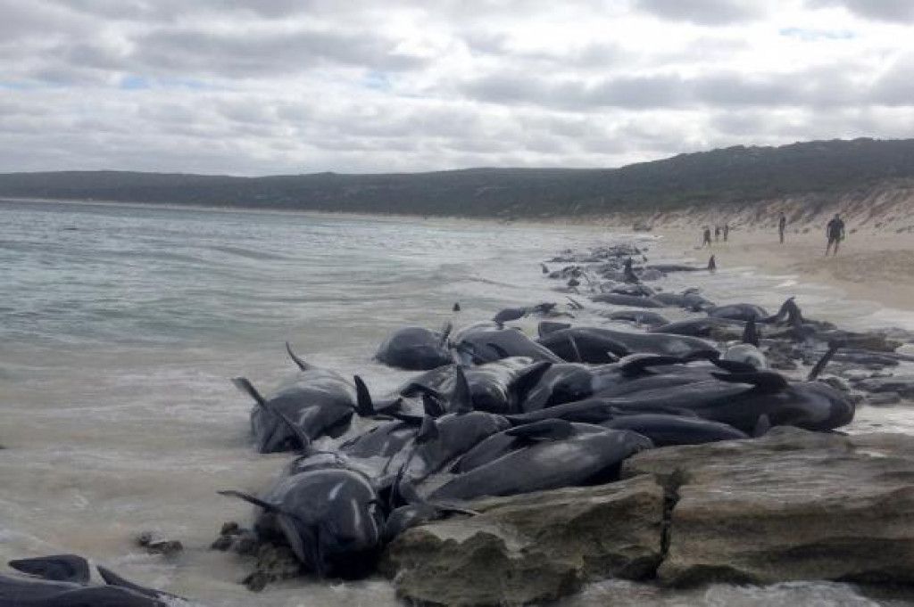 230 Paus Pilot Terdampar di Ocean Beach Tasmania