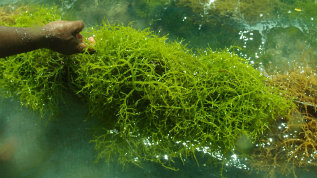 Ini Dia 4 Negara Penghasil Rumput Laut Terbesar Dunia, Salah Satunya Indonesia