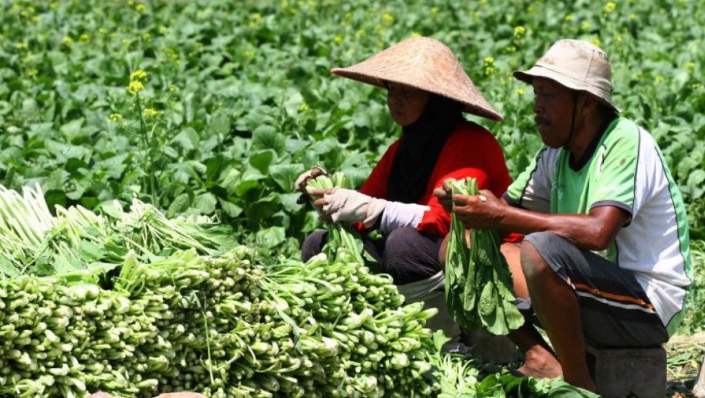 Kementan Genjot Pengusaha Pertanian Milenial, 70 Persen Petani Kini Usia Lanjut