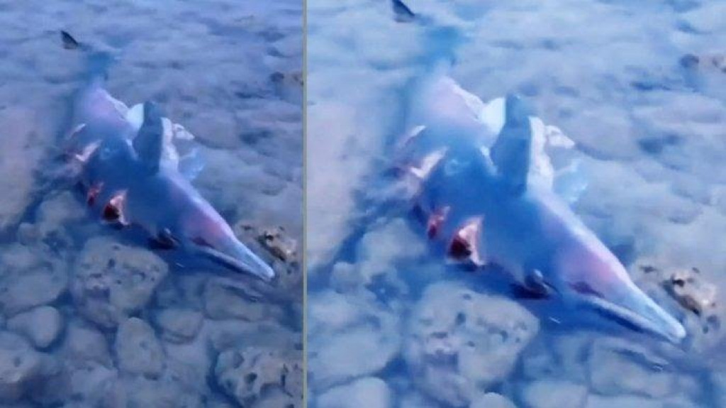 Penuh Luka, Seekor Lumba-lumba Ditemukan Terdampar di Pinggir Pantai
