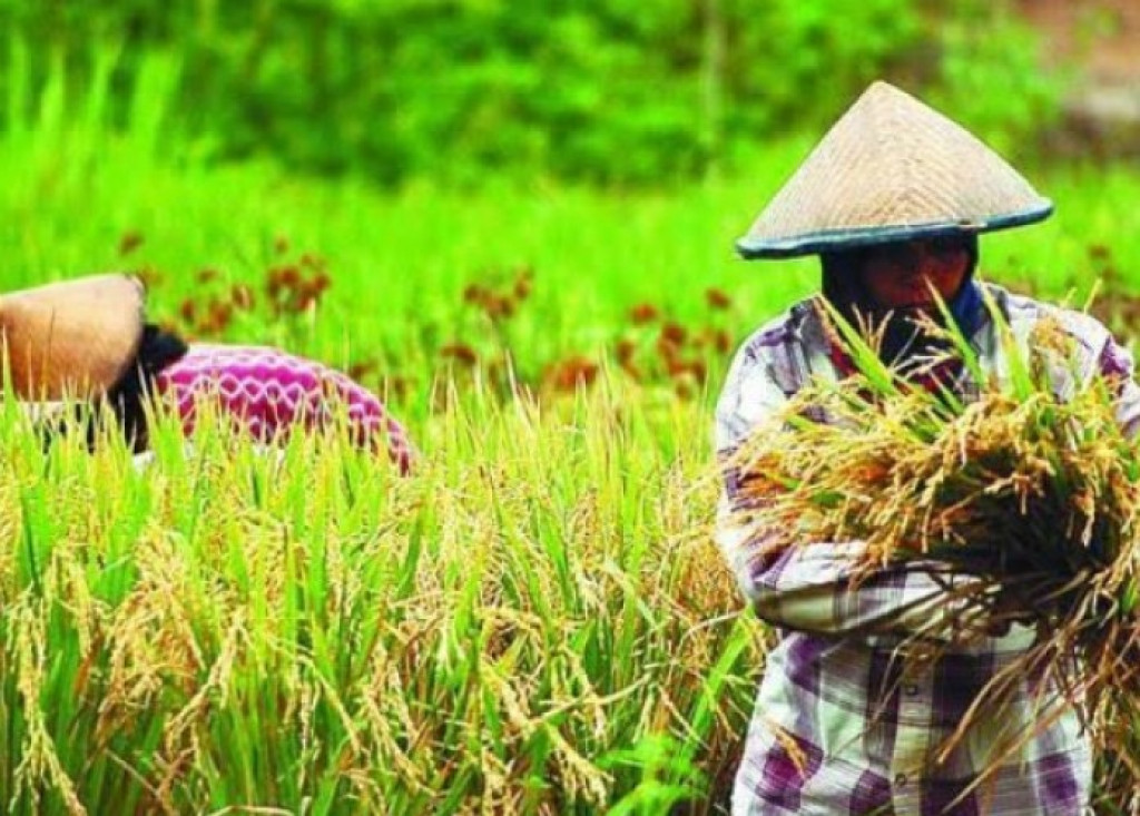 Sektor Pertanian Tangerang Tumbuh Positif di Masa Covid-19