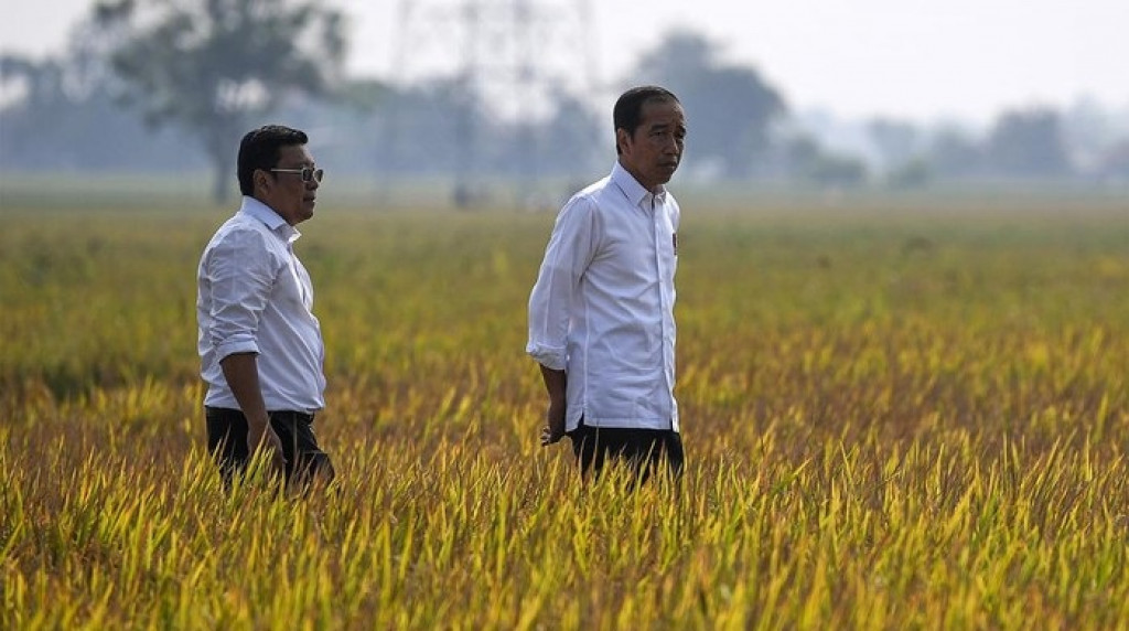 Indramayu Panen Padi Ditengah Kemarau Jokowi Senang