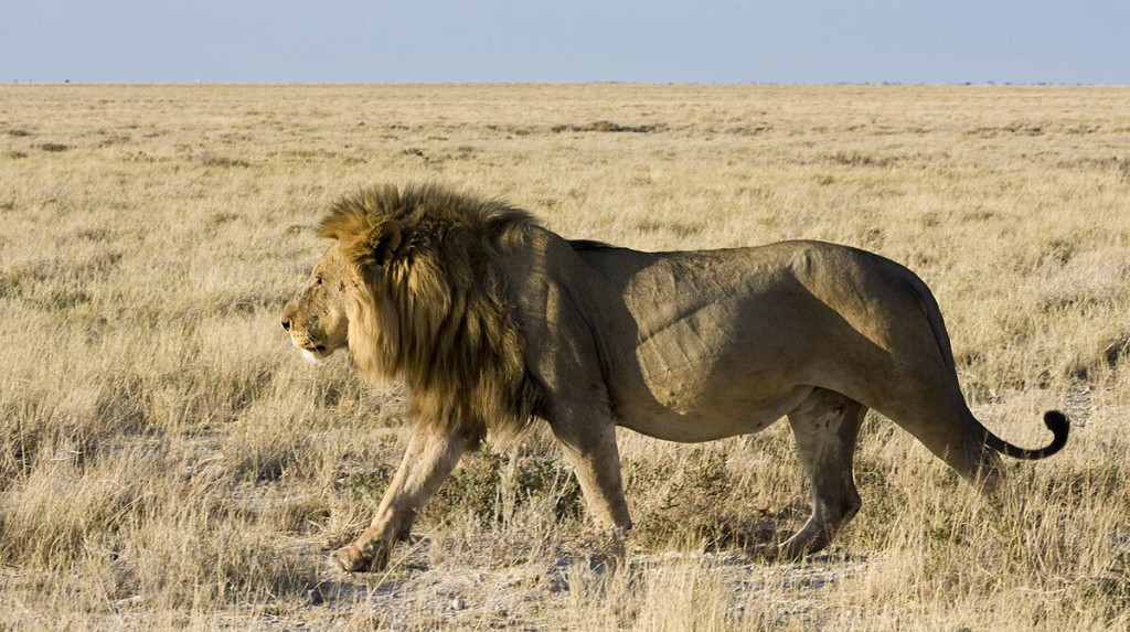 Bukan Singa atau Buaya, Ini Predator yang Paling Ditakuti Hewan Sabana Afrika