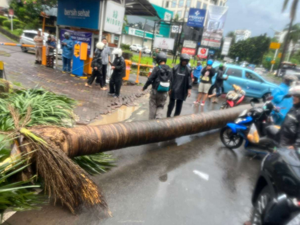 Cuaca Ekstrim Jakarta, Mobil Lexus Hancur: Pengemudi Tewas Tertimpa Pohon Palem di Pondok Indah