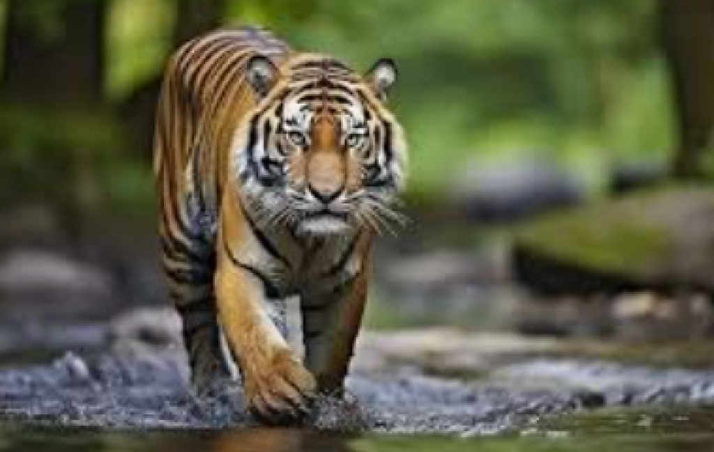 Harimau Sumatera Masuk Perkampungan, Ini 4 Faktor Pemicu Menurut BKSDA