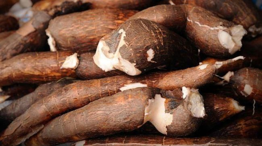 Singkong Juga Bisa Disulap Jadi Bahan Bakar Bensin