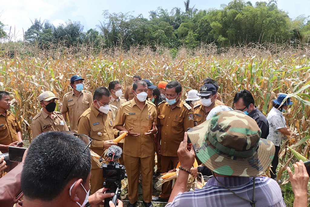 Pemkab Toba Apresiasi Panen Jagung Perdana di Kecamatan Sigumpar, Siantar Narumonda dan Parmaksian