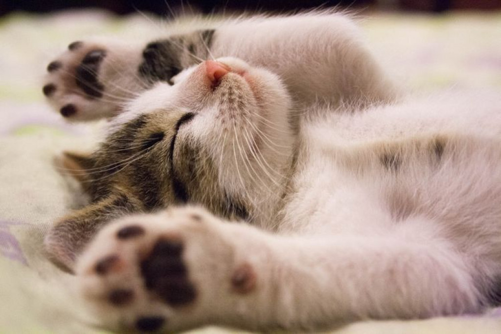 Ini 7 Alasan Kucing Senang Tidur Telentang