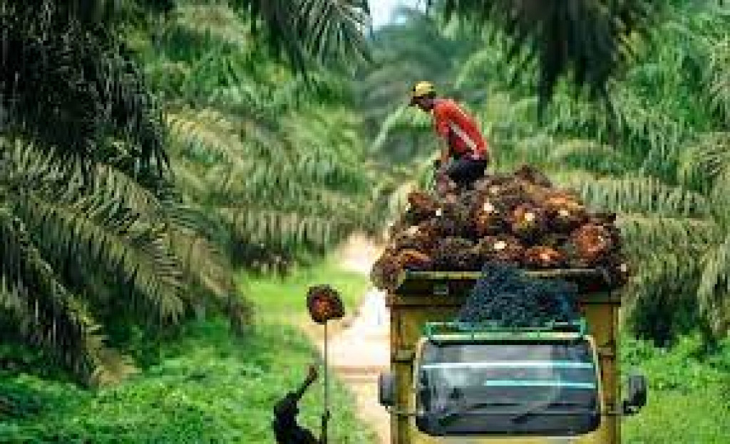 Pengembangan Sawit Berkelanjutan: RSPO Ajak Kolaborasi Untuk ...