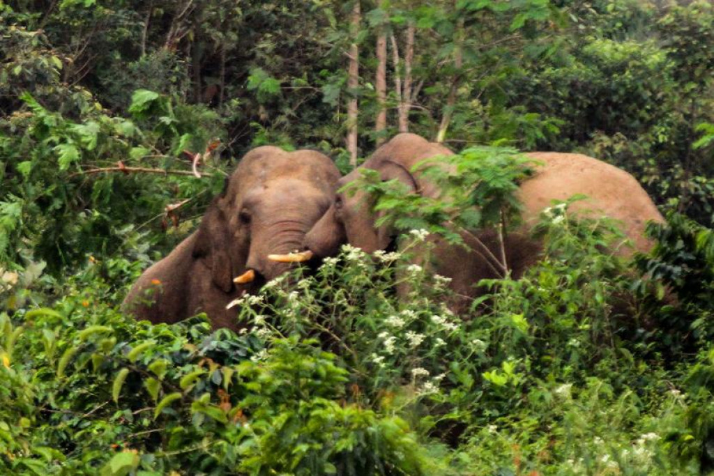 Seorang Petani di Pidie Jaya Berhasil Lolos dari Amukan Gajah