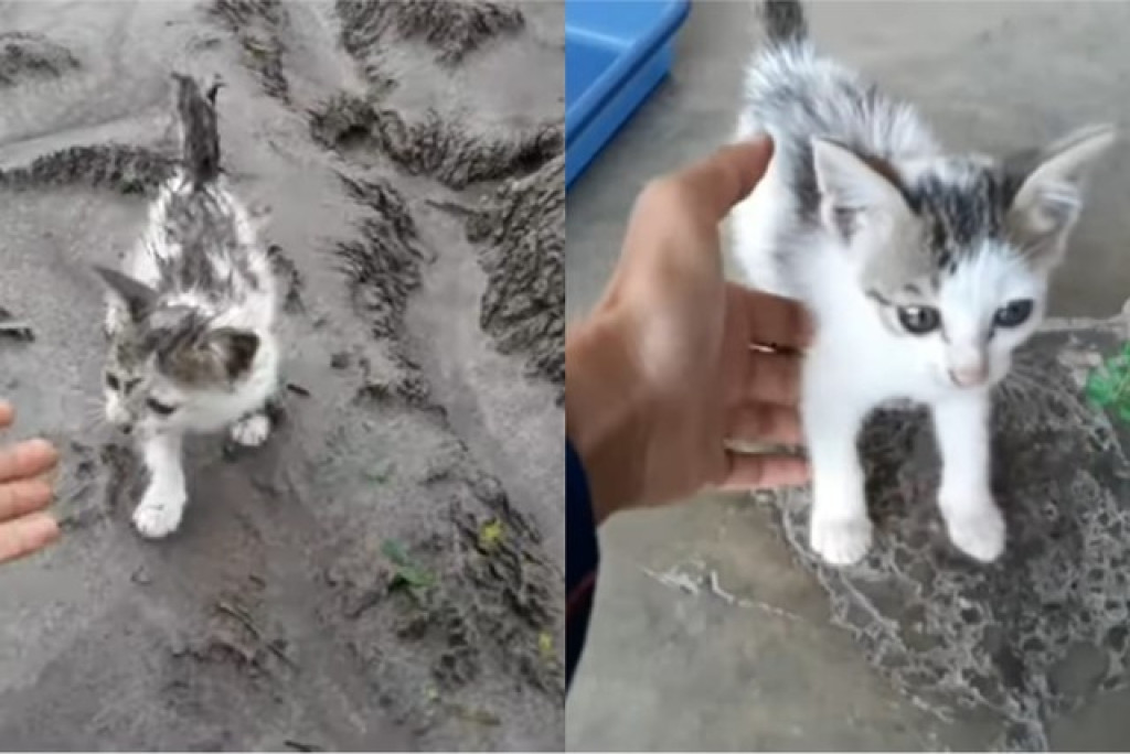 Evakuasi Hewan Korban Semeru, Dua Anabul Ditemukan Lemas dan Stres di Lumajang