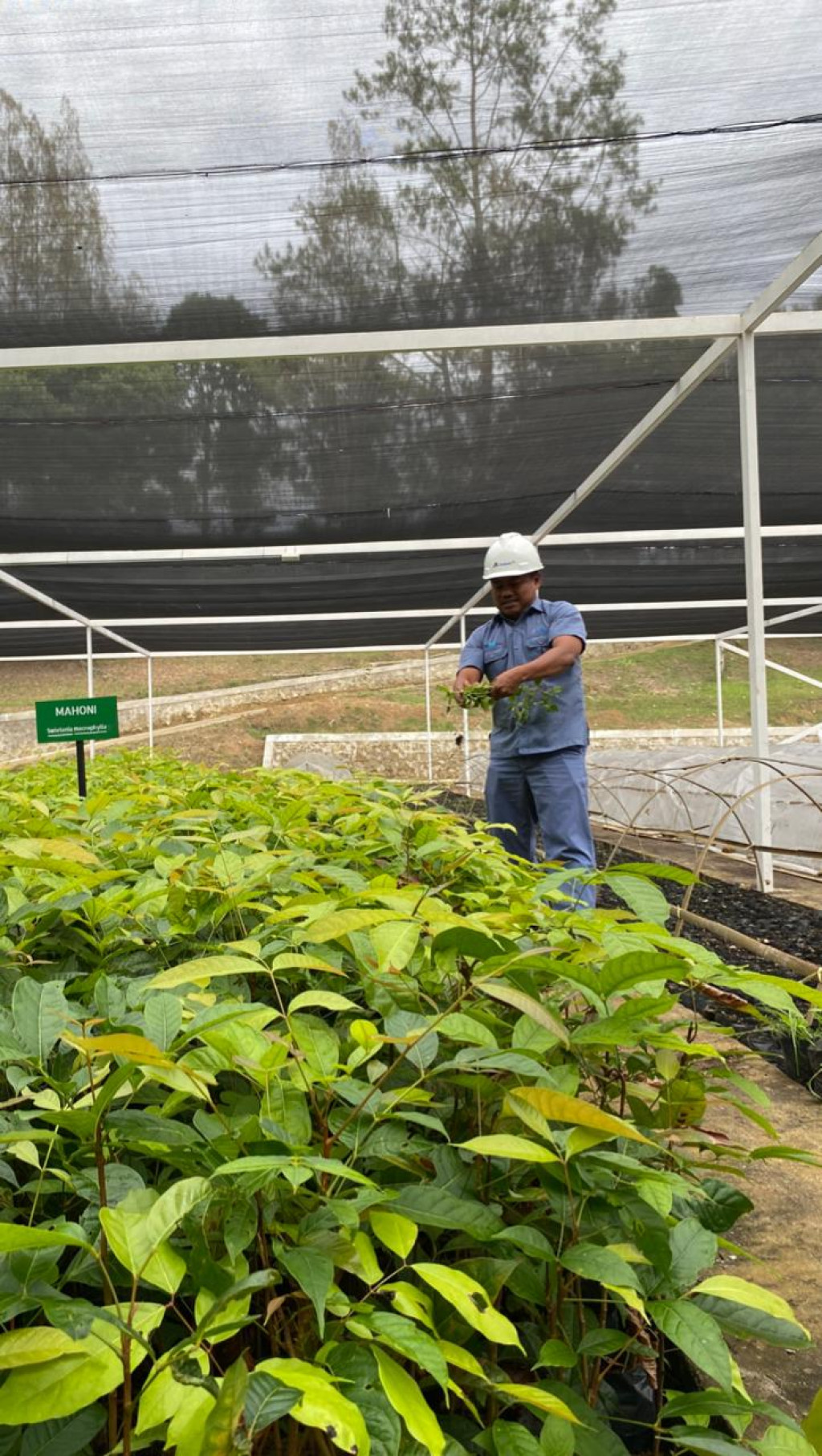 INALUM dan PJT I Perkuat Konservasi Danau Toba Lewat Penanaman Pohon dan Pembibitan Modern